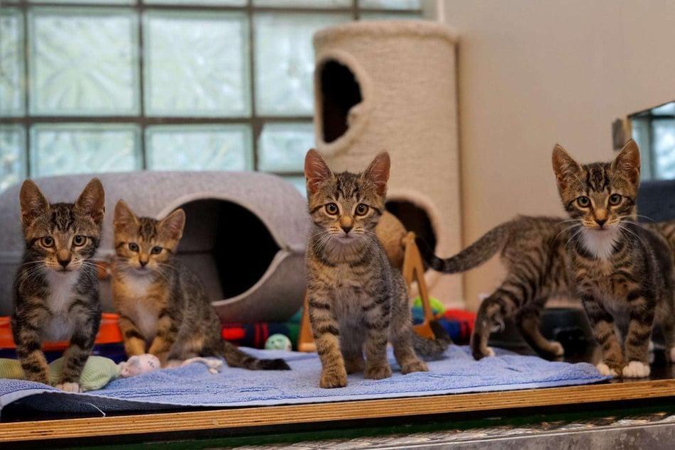 Vermittelt werden drei männliche und drei weibliche Kitten.