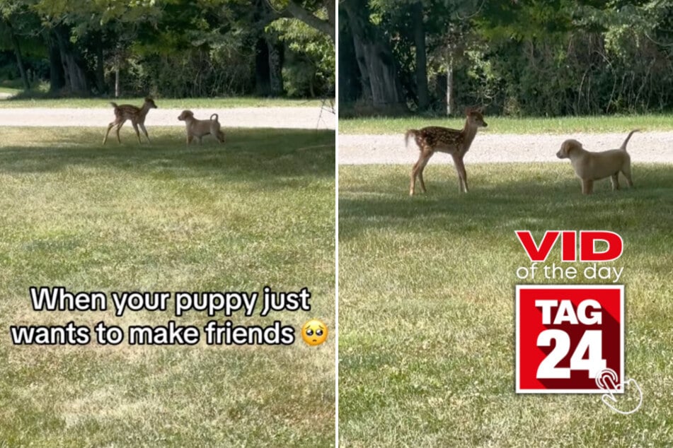 viral videos: Viral Video of the Day for September 20, 2024: Puppy caught making friends with wild deer outside!