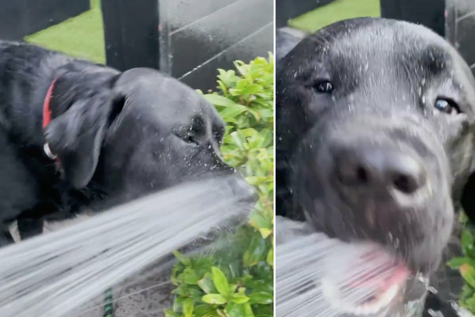 Dämlich oder niedlich? Hund attackiert Wasserstrahl