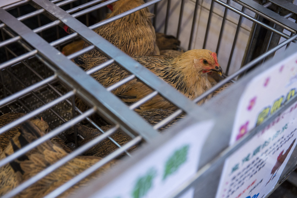 China notified the WHO that a woman infected with the H3N8 bird flu died, with a poultry market near her home the likeliest source of infection.