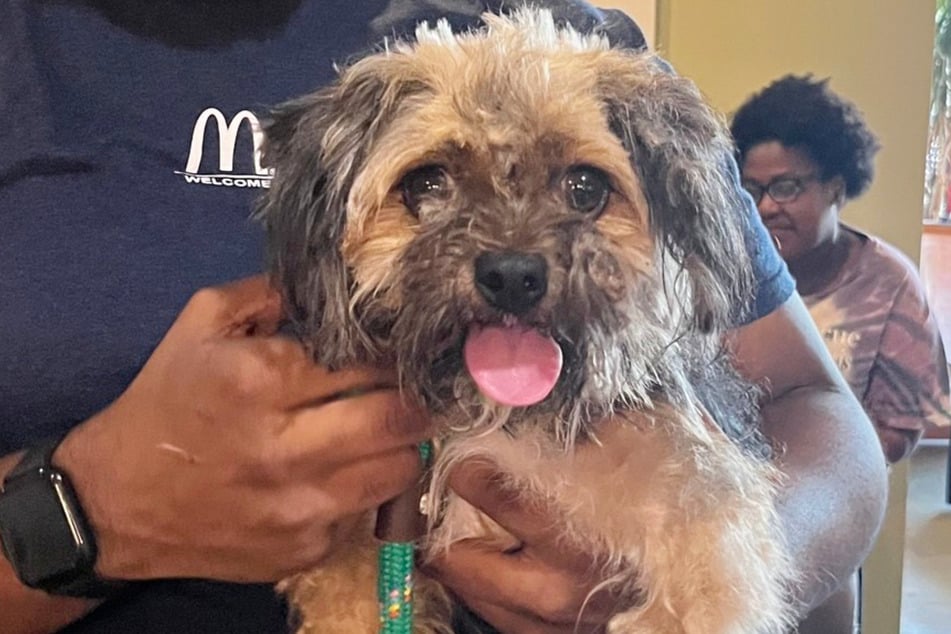 This little street dog had been carrying a secret around with her for over a year.