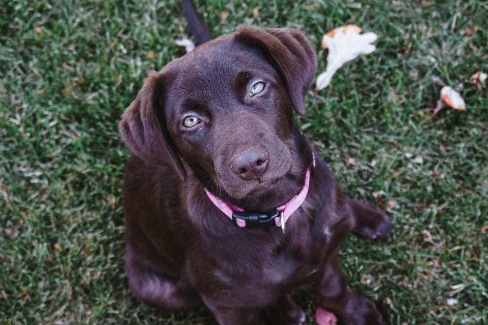 Don't overcomplicate your dog commands or you might be met with a blank confused stare.