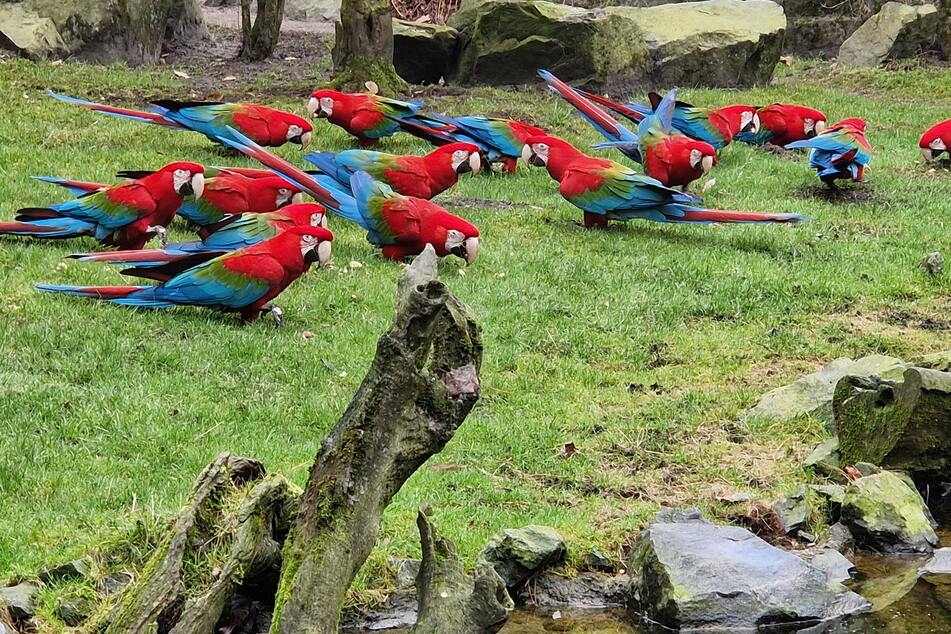 Vier Jungtiere und sieben Ara-Paare leben aktuell in der 4.000 Kubikmeter große Anlage im Tierpark Hagenbeck.