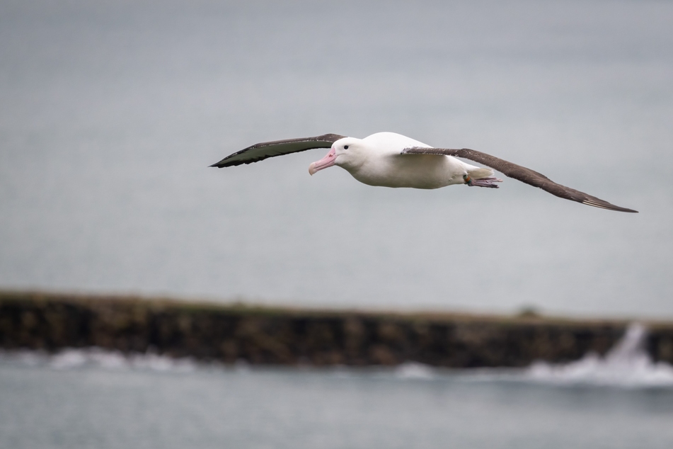 Rare albatross eggs go missing from protected nests under suspicious circumstances