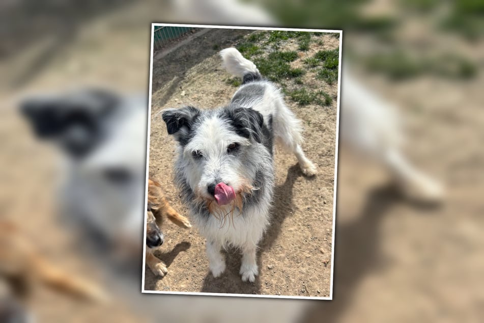 Sonnenschein Hörtnix würde seinen Überschuss an Lebensfreude gern mit einem Freund an seiner Seite teilen.