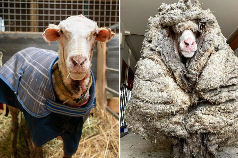 A wild sheep was rescued by an animal sanctuary and got 77 pounds of fleece shaved off.