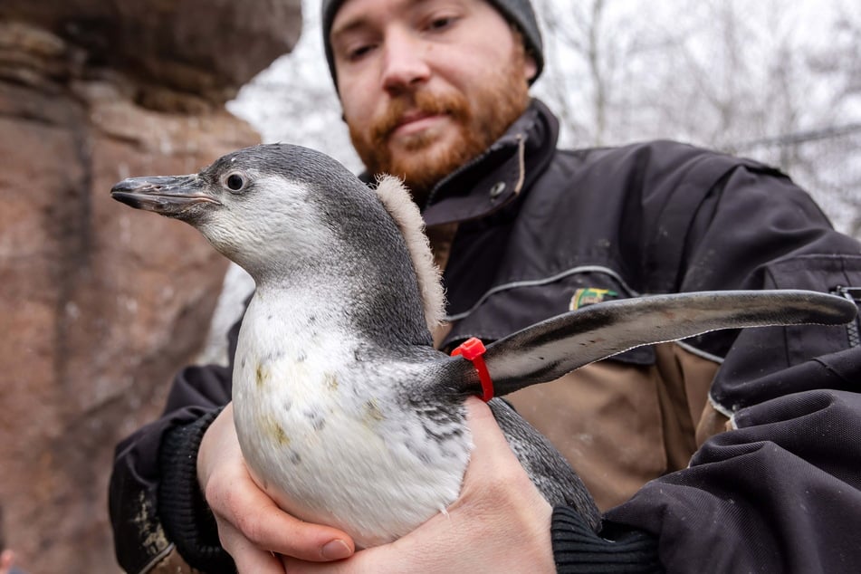 Die Mini-Pinguine schlüpften im Herbst 2024 und haben noch nicht komplett ihren Flaum verloren.