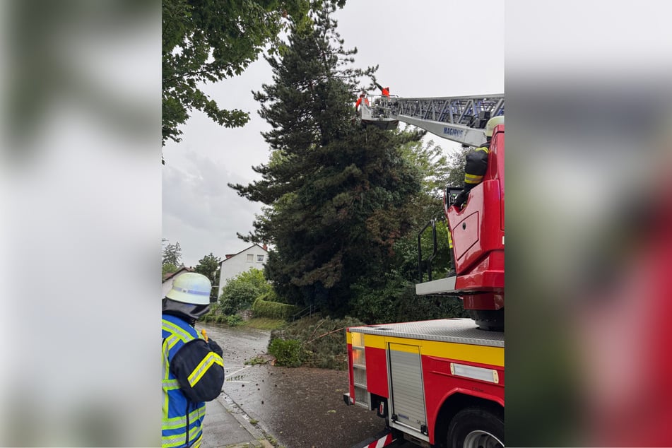 Eine umsturzgefährdete Kiefer an einer Böschung in einer Durchgangstraße in Offenburg wurde über die Drehleiter zersägt.