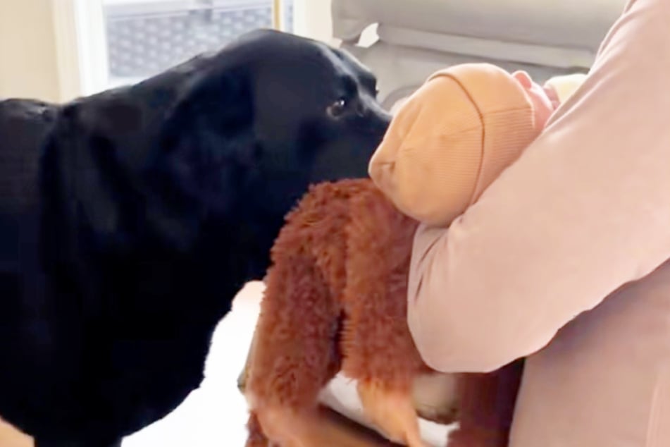 Wie süß! Dudley will dem Baby unbedingt sein Lieblings-Stofftier zeigen.