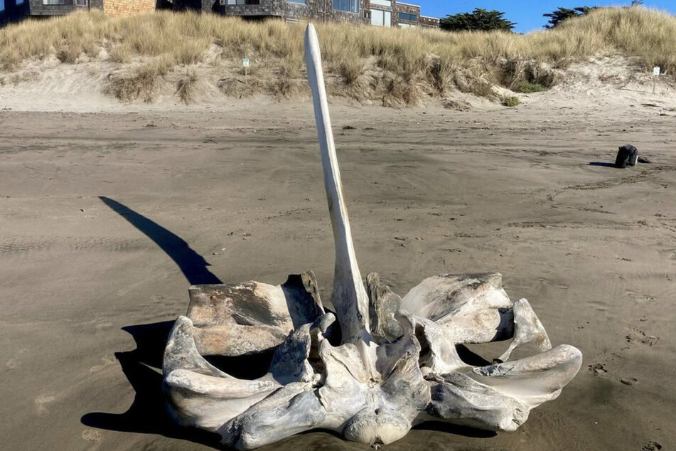 The base of giant skull, likely belonging to a fin or blue whale, is photographed along California's Pajaro Dunes State Beach.