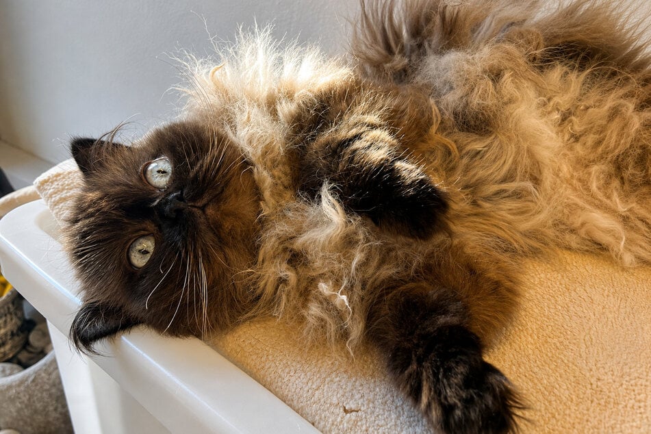 Birma-Katze Schneckerl wird nur in erfahrene Hände abgegeben.