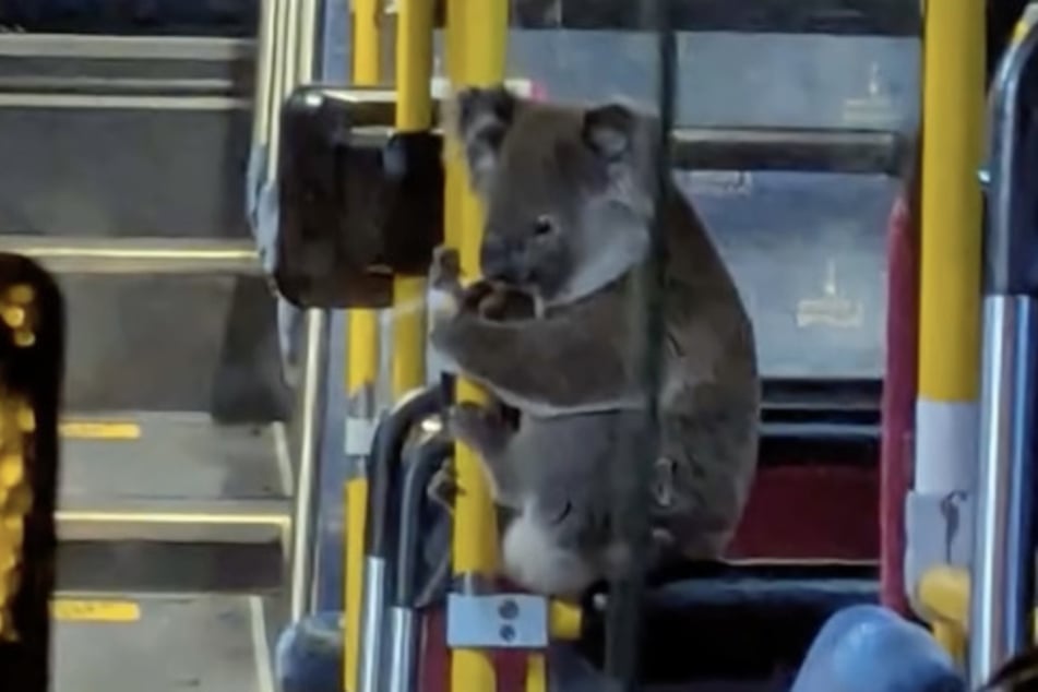 Peri, koala, przytrzymał się poręczy w autobusie po tym, jak został uratowany.