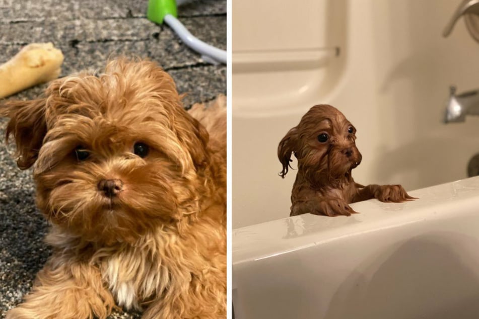 The fluffy Shih Tzu looks even more adorable after taking a bath (collage).