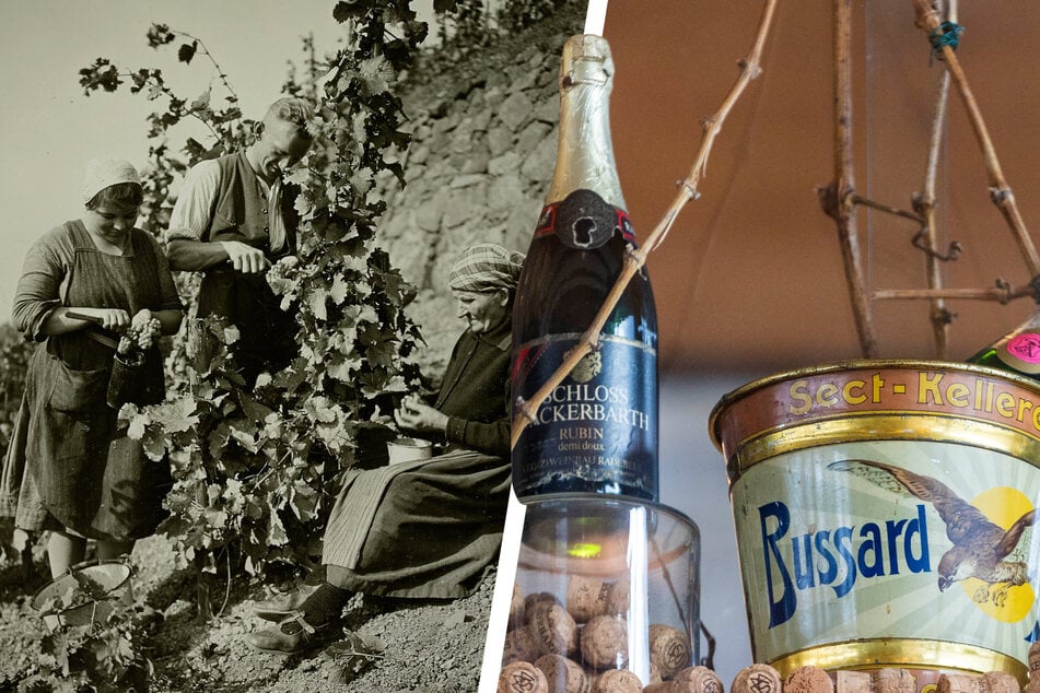 Dresden: Hmmm, wie das prickelt! Wackerbarth feiert 190 Jahre Sekt-Tradition