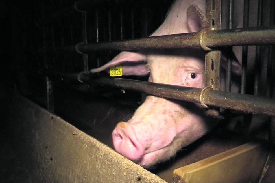 Skandalöse Zustände in der Schweinemast: Jeder Deutsche verspeist jährlich 60 Kilogramm Schnitzel, Bratwurst und Aufschnitt. Doch dafür leiden die Tiere in den Ställen, deren Fleisch später auf unseren Tellern landet.
