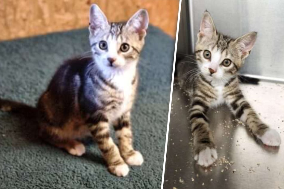 Auf der Straße entdeckt: Kater Carlo sehnt sich jetzt nach einem Zuhause