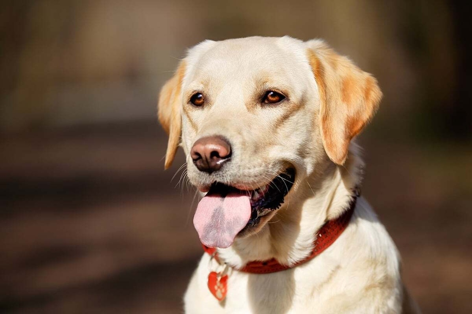 Labrador retrievers are some of the sweetest and most beautiful dogs, and they are super cuddly.