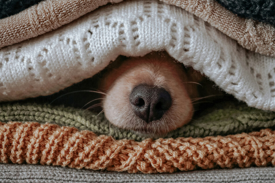 There are many reasons why your dog might have peed on its blanket.