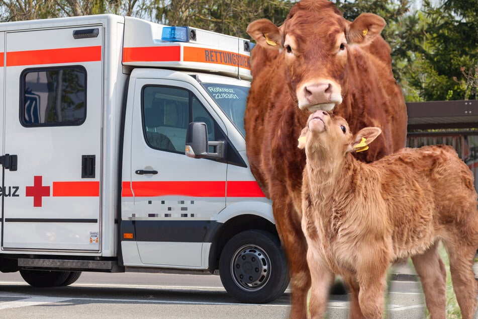 Die 60-Jährige verstarb infolge der Verletzungen, die ihr eine Kuh mit einem Tritt zugefügt hatte. (Symbolfoto)