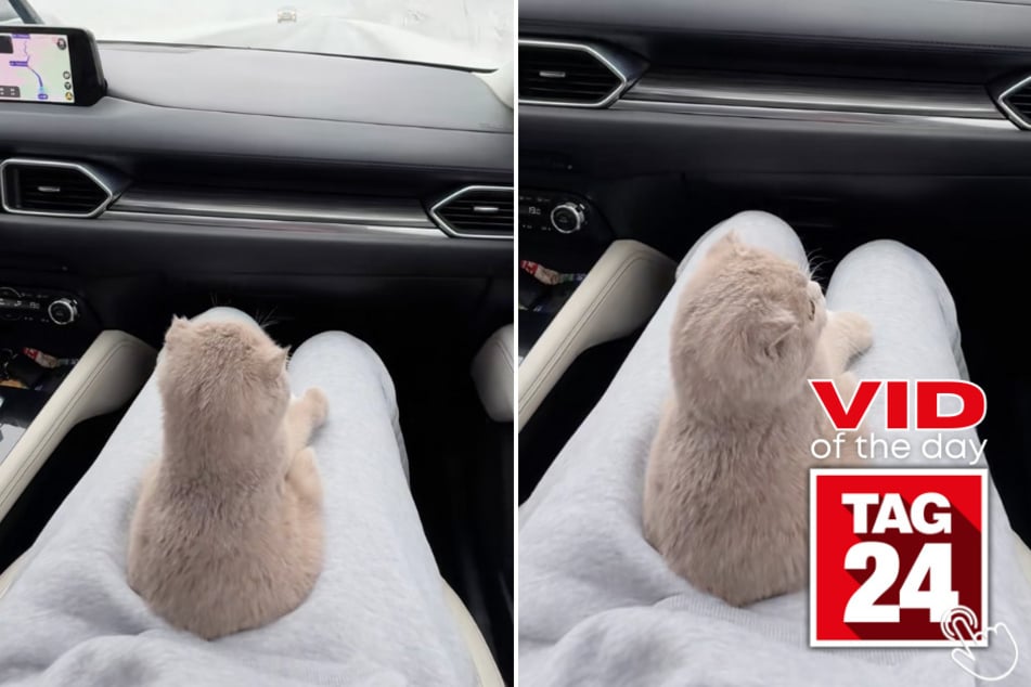 Simba the munchkin cat proves that even windshield wipers can be peak holiday entertainment.