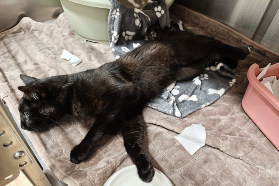 Kater Rondo kämpft sich im Tierheim "Hoffnung für Tiere" langsam zurück ins Leben.