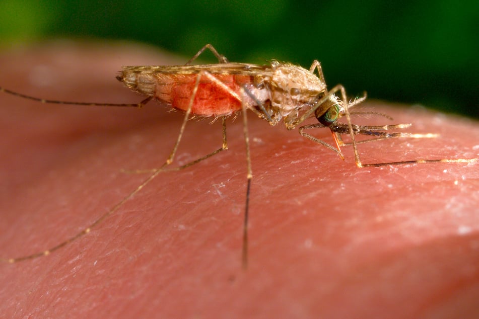 Malaria wird von Mücken übertragen, weshalb die Stadt Frankfurt nun rät, sich vor den Mücken bestmöglich zu schützen.