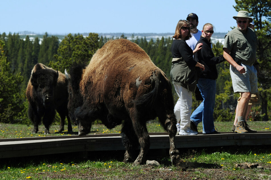 A bison gored a visitor in Wyoming's Yellowstone National Park, seriously injuring the woman.