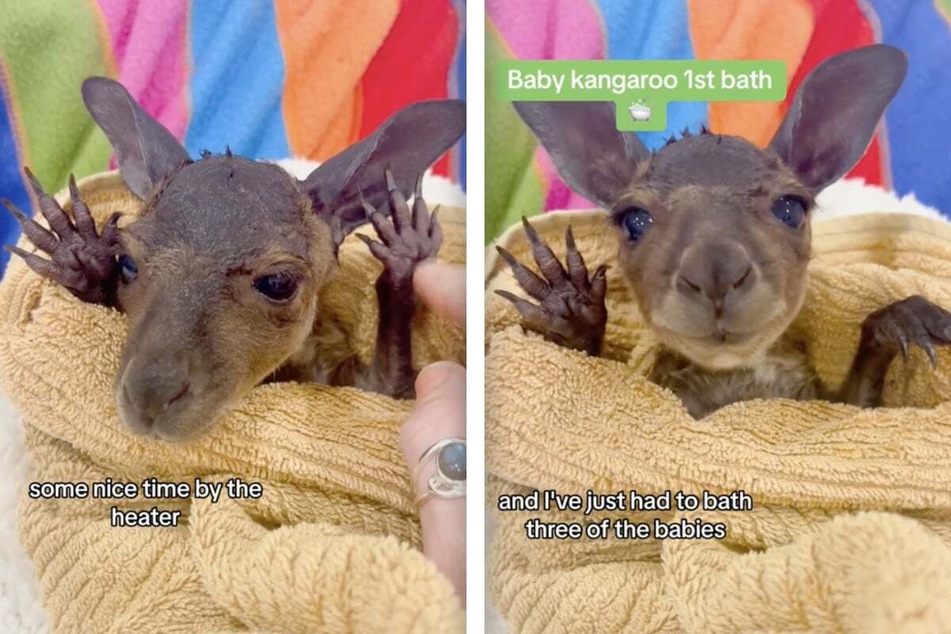 Rescued baby kangaroo is too cute for words after first bath