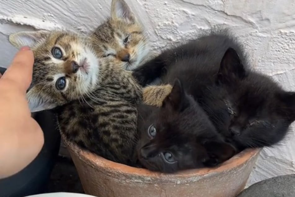 In Ileana's clip, the kittens can be seen snuggled up together in a flower pot.