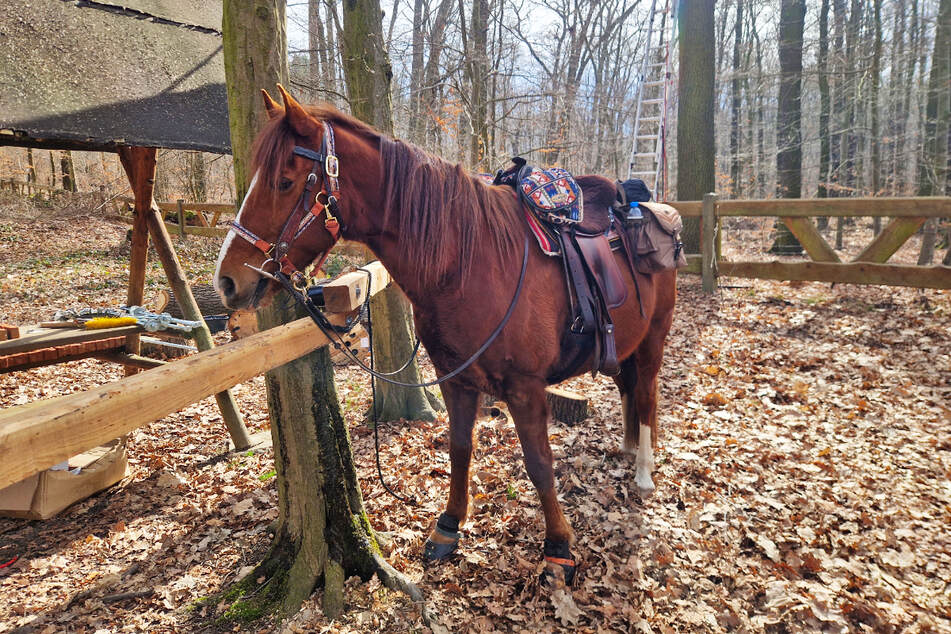 Unmittelbar neben den überdachten Sitzangeboten kann das Pferd "geparkt" werden.