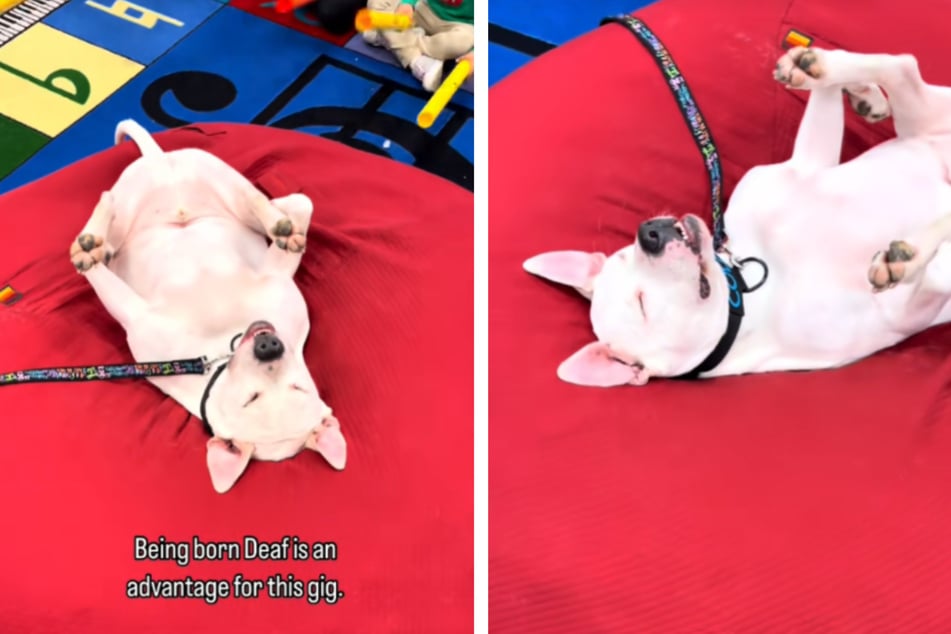 Deaf therapy dog falls asleep in the middle of chaotic kids music class in hysterical clip: "100 percent unbothered"