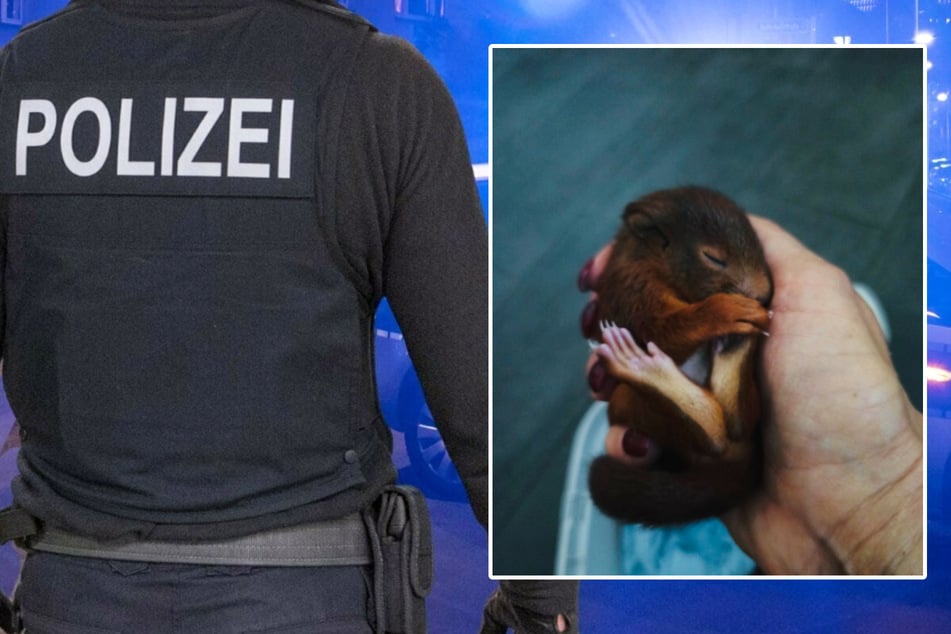 Herzerwärmend: Polizei rettet verletztes Eichhörnchen-Baby!