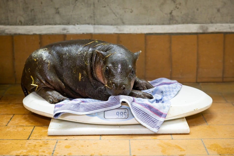 Hat am Mittwoch seinen großen Tag: Das Zwergflusspferd-Jungtier aus dem Berliner Zoo.