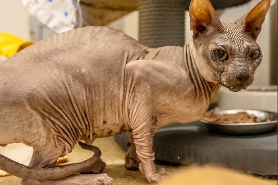 Kater Pyraser braucht ein wenig Zeit, um sich an neue Menschen zu gewöhnen.