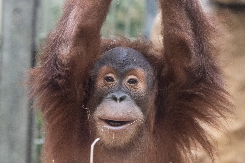 Orang-Utans haben im Dresdner Zoo eine lange Tradition. Nun bekommen sie ein modernes Zuhause.