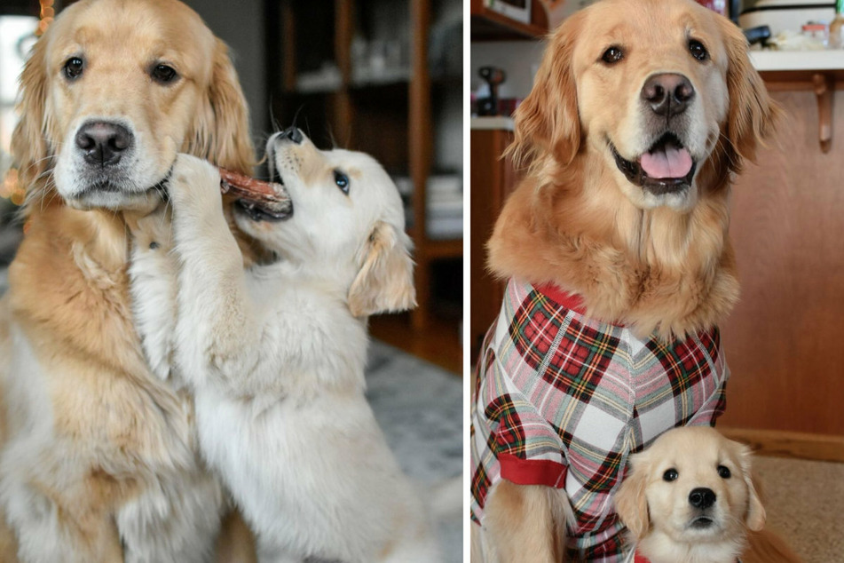 Lady Girl and Lola Bear score followers with their irresistible cuteness (collage).
