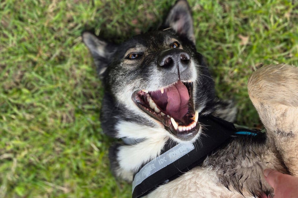 Der sechsjährige Kalle sei ein echter Traumhund.