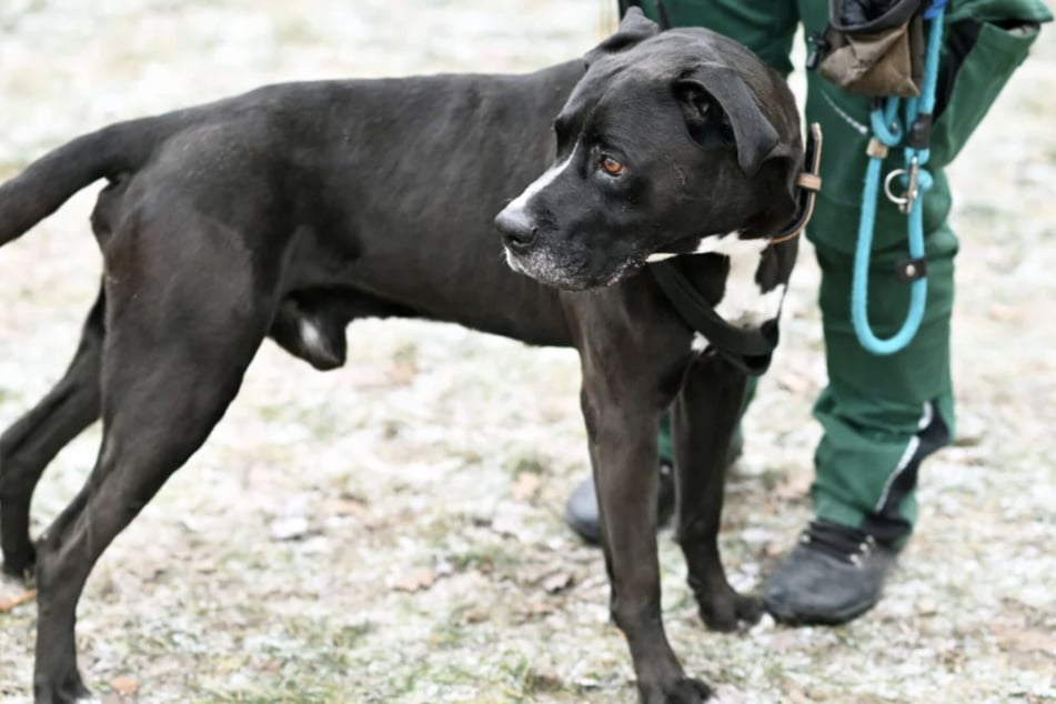 Draußen braucht Anubis eine souveräne Führung.