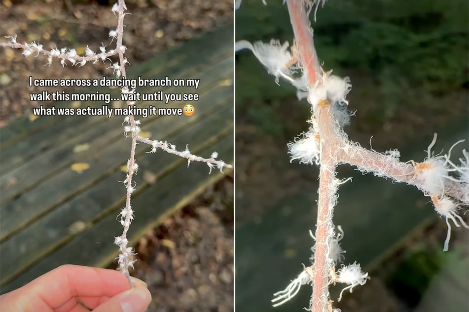Befinden sich Buchenrindenkrebs-Blattläuse in Gefahr, so bewegen sie sich von rechts nach links und sondern eine klebrige Substanz ab.