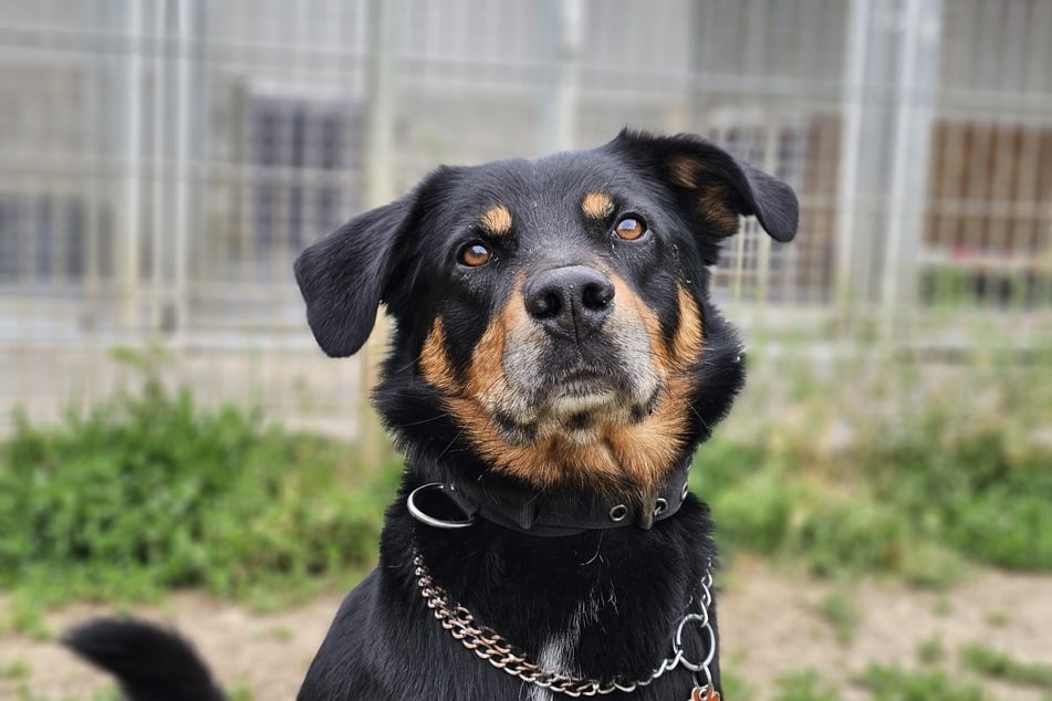 Sammy kam aufgrund unglücklicher Umstand in die dauerhafte Obhut des Tierschutzverein Butzbach und Umgebung.