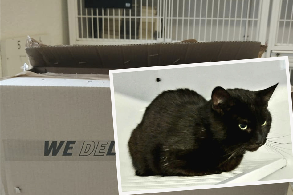 Katze in Pappkarton gesteckt, verklebt und weggeschmissen: Tierheim sucht die Täter!