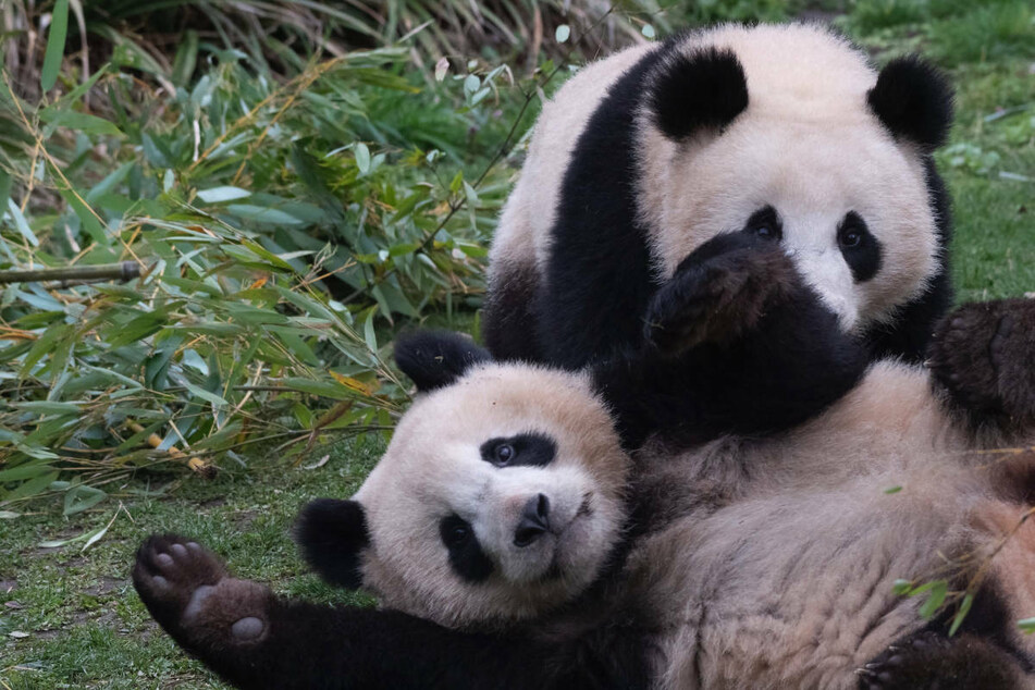Berlin: Zum Geburtstag eine Bambustorte: Panda-Zwillinge Pit und Paule werden zwei Jahre
