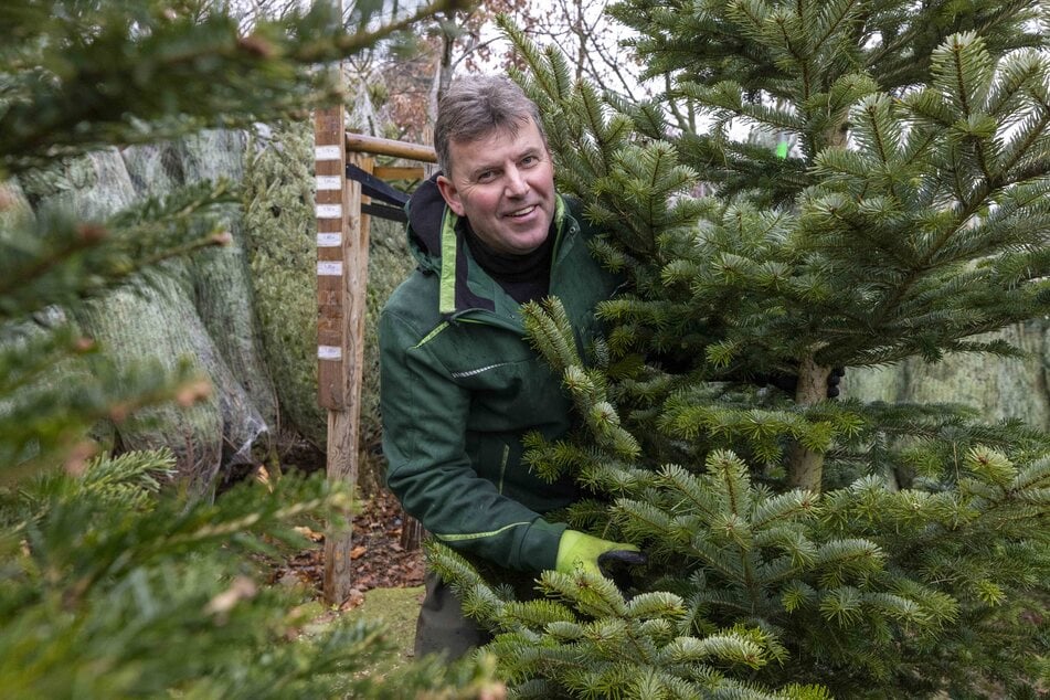 Jens Süß (55) verkauft Baumgrößen von 1 bis 3,50 Meter an seinem Stand.