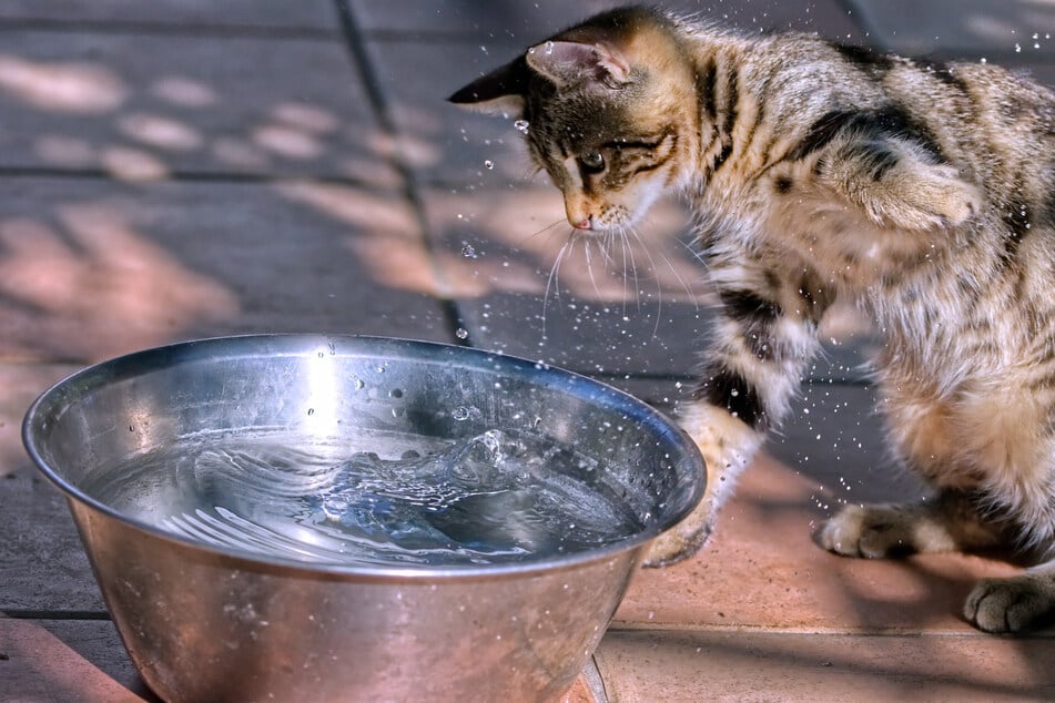 Katzen benötigen in der Regel kein Wasser, um sich sauber zu halten.