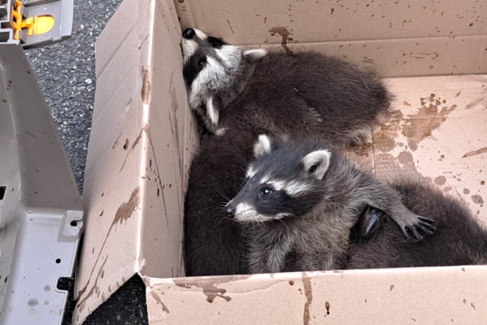 Eine Waschbär-Mama und ihre vier Jungtiere mussten am Wochenende aus einem Kamin befreit werden.