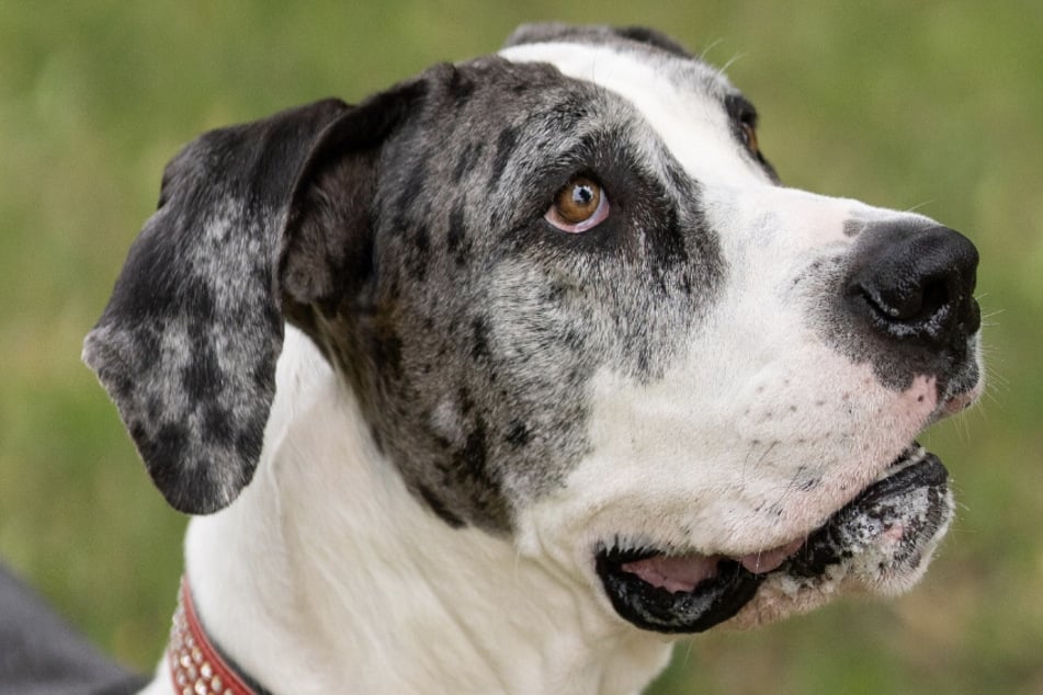 Hündin Sarah ist im Tierheim Troisdorf beherbergt und sucht ein neues Zuhause.