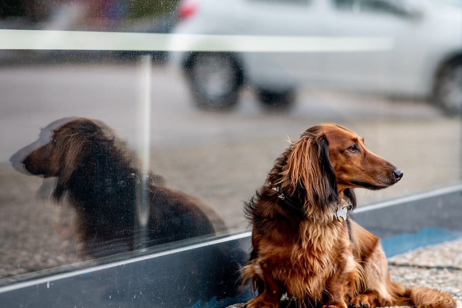 Hunde interessieren sich oft nicht für ihr Spiegelbild.