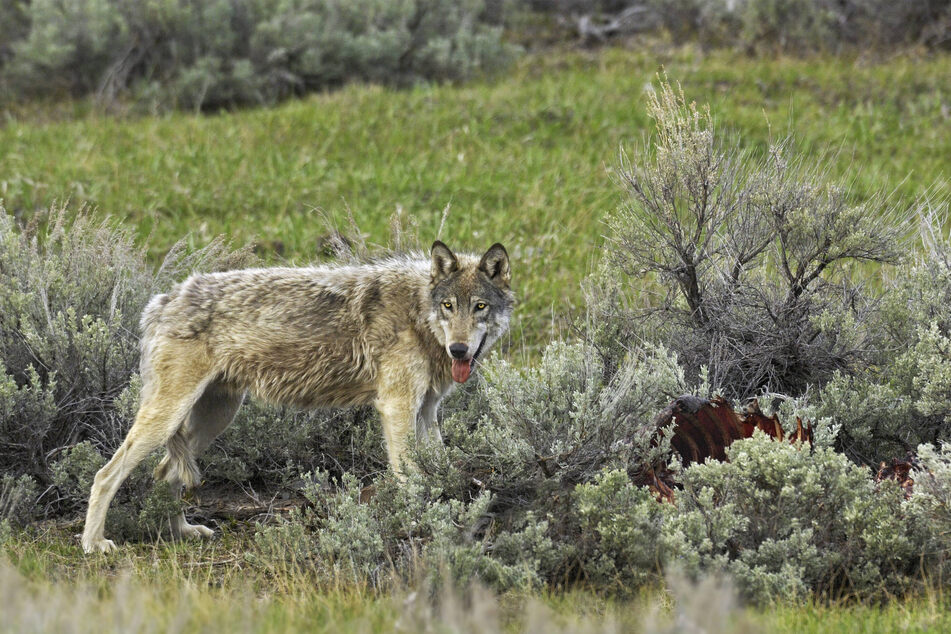 Wolves commonly feed on animals such as elk, deer, rabbits, and bison.