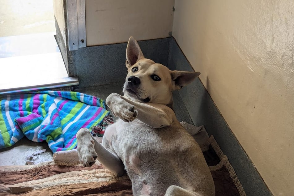 This rescue dog got hysterically destructive when given a feather pillow!