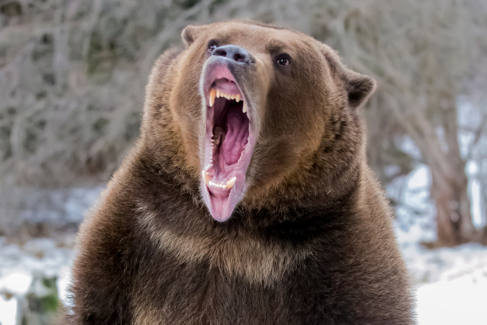 Vorsicht beim WC-Besuch in der Wildnis, ein Bärenangriff kann auch deutlich schlimmer enden als mit einem Biss in den Allerwertesten. (Symbolbild)